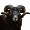 Blacksheep.coach Logo